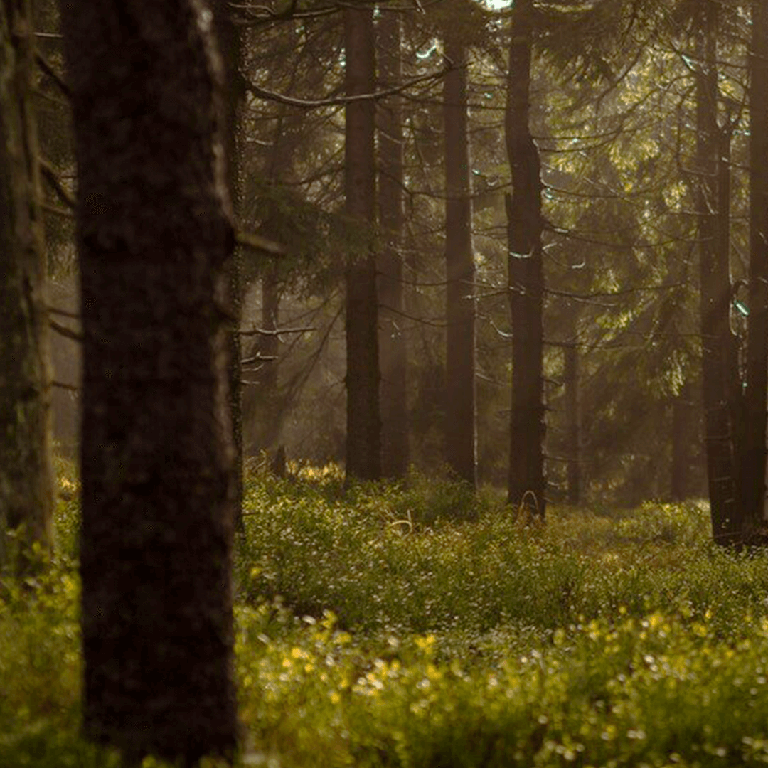 wald-foto-von-lukasz-szmigiel-auf-unsplash-1080x1080 Melanie Stenger mit Kundin im Gespräch