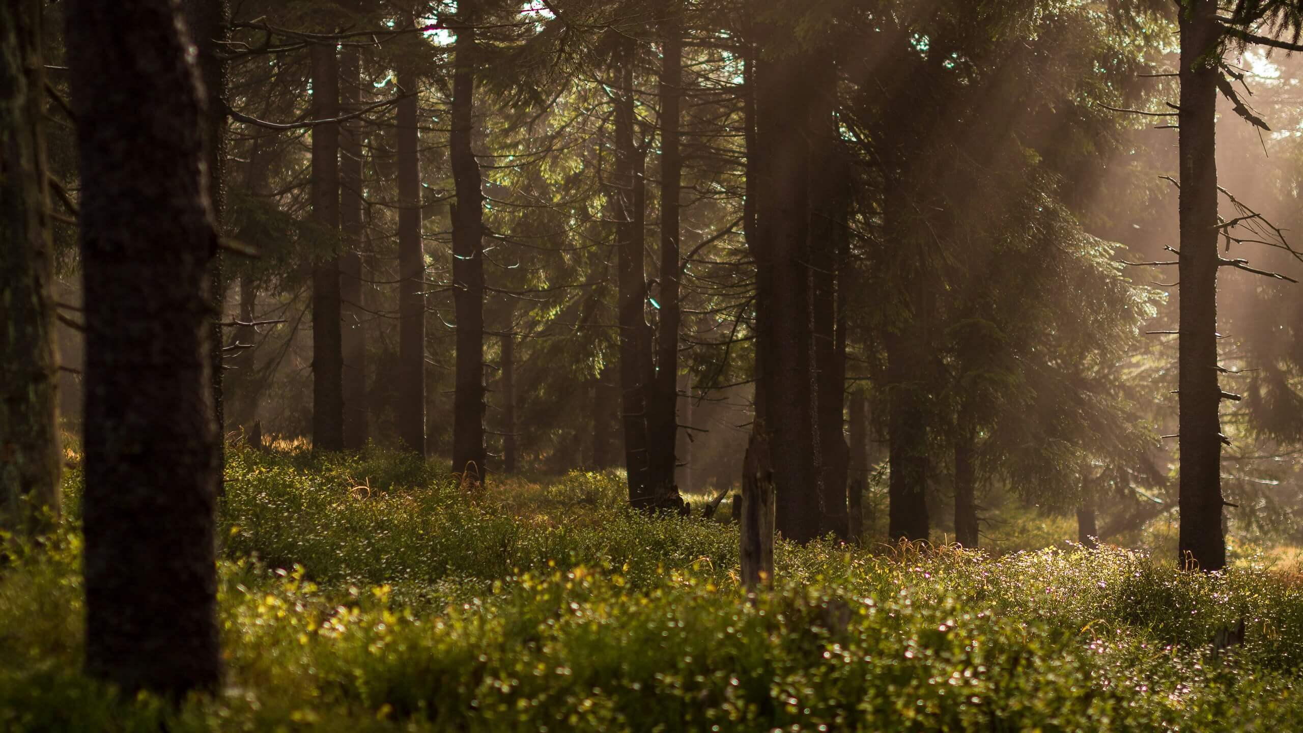 Wald- Foto von Lukasz Szmigiel auf Unsplash Melanie Stenger mit Kundin im Gespräch